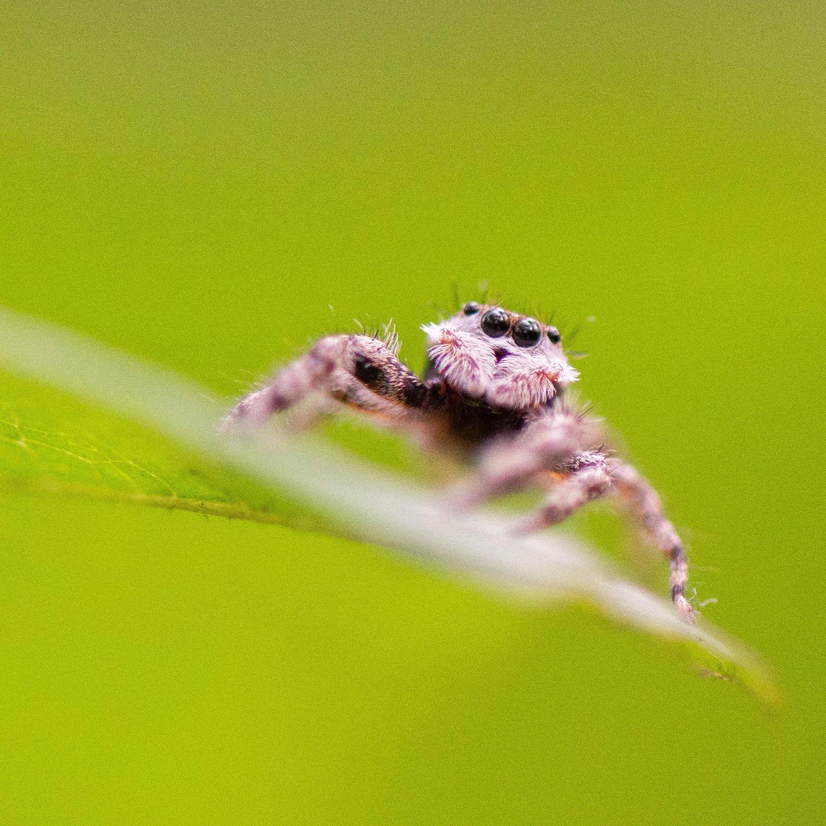 Jumping spider on a leaf with a green background